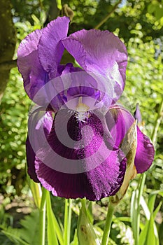 Lilac iris flower in the shade of a tree photo