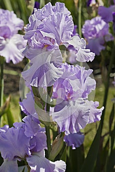 Lilac iris flowers close-up