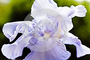 Lilac iris