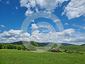 Lilac Jorgovan Flower
