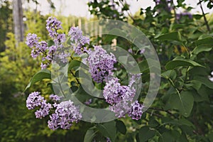 Lilac (lat. syringa vulgaris) blooming in spring