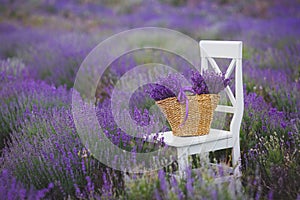 Lilla lavanda fiori vimini 