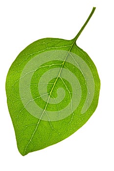 Lilac leaf