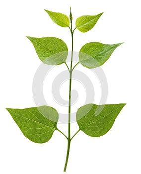 Lilac leaves on stem isolated on white background