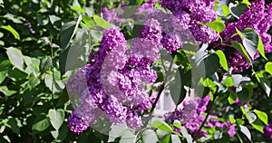 lilac lilac flowers in sunny spring weather