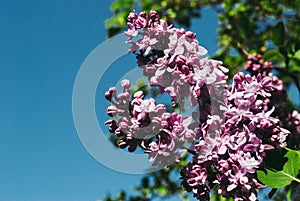 Lilac. Lilacs, syringa or syringe. Colorful purple lilacs blossoms with green leaves. Floral pattern. Lilac background texture. L