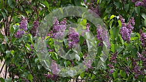 Lilac. Lilacs or syringe with songs of wild birds. Colorful purple lilacs blossoms with green leaves. Floral pattern. Lilac backgr