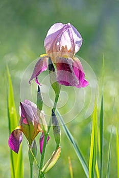 Lilac lilies blossom in front of blurred green background with blades of grass