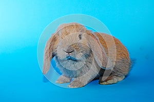 Lilac lop Cute bunny rabbit kit on colorful studio background