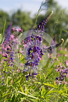Lilac Lupin in the field