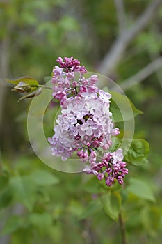 Lilac Maidens Blush