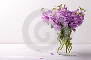 Lilac matthiola flowers