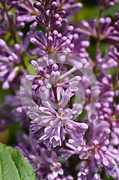 Lilac Minuet photo