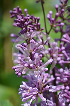 Lilac Minuet photo