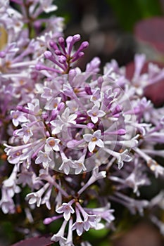 Lilac Minuet photo