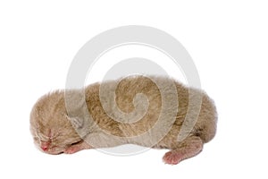 Lilac new born kitten on white background