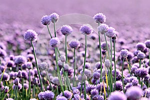 Lilac onion field photo