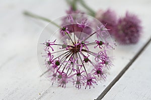 Lilac onions inflorescences