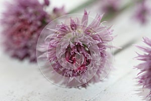 Lilac onions inflorescences