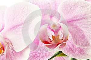 Lilac orchid background