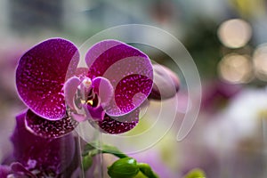 Lilac orchid flower bouquet - bud closeup. Blooming purple pyloric spotted with bud orchid, phalaenopsis, selective focus, shallow