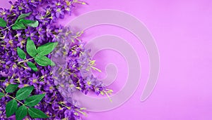 Lilac orchid flowers on purple background with negative copy space.