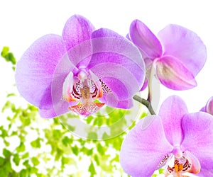 lilac orchid with leaves fern, isolated on white bac