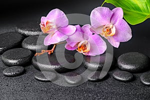 Lilac orchid phalaenopsis, zen stones