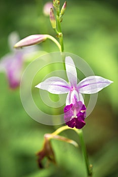 Lilac orchid in the rain forest