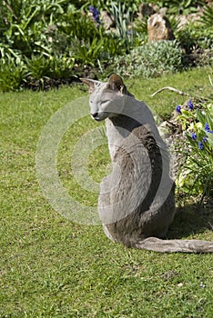 Lilac Oriental cat.