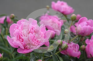 Lilac peony flower blossoming in spring