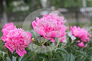 Lilac peony flower blossoming in spring