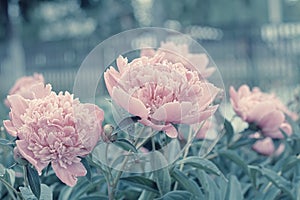 Lilac peony flower blossoming in spring toned