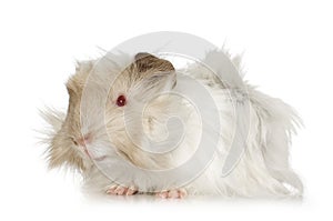 Lilac peruvian guinea pig