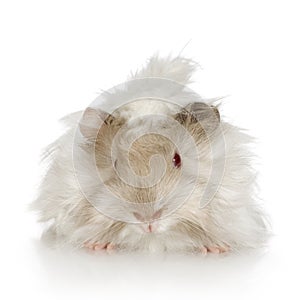 Lilac peruvian guinea pig