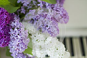 Lilac on piano close-up. White piano. Lilac bouquet several colors over Syringa vulgaris. Lilac flowers