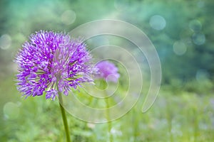 Lilac / pink Allium Onion Flower on blurred natural background i