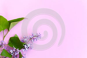 Lilac on pink background