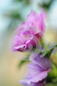 Lilac-pink Bud blossomed flower, beautiful soft blur, selective focus