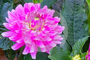 Lilac pink dahlia Melody Lizza