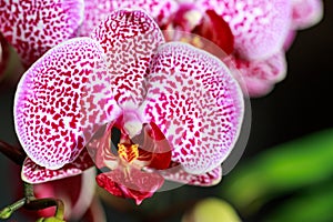 Lilac pink spotted orchid flower closeup