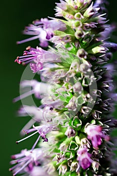 Lilac Prairie blazing star flowers as well called Liatris pycnostachya in macro closeup. Beautiful forest wild blooms.