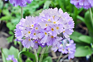 Lilac primrose Primula denticulata