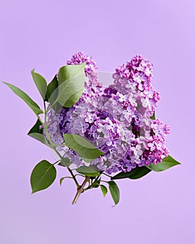 Lilac on purple background.