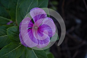 Lilac and purple Colos flower, five petals, with photo