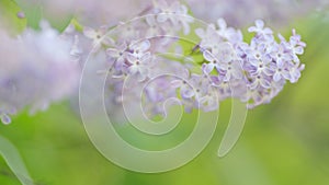 Lilac purple flowers tree. Beauty fragrant tiny flowers open. Branches of flowering or blossoming lilac. Slow motion.