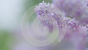 Lilac purple flowers tree. Beauty fragrant tiny flowers open. Branches of flowering or blossoming lilac. Slow motion.