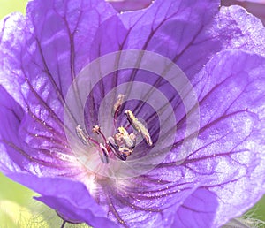 Lilac purple flowers tree with water drops close up, natural seasonal spring floral macro background with copy space