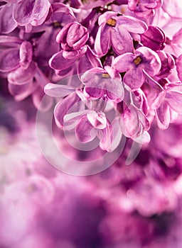 Lilac. Purple Lilac. Bouquet of purple lilacs. Beautiful flowers of lilac - close up. Valentines Wedding Romantic floral