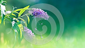 Lilac and purple summer flowers on a background of green foliage and grass in a fairy garden. Macro artistic background.